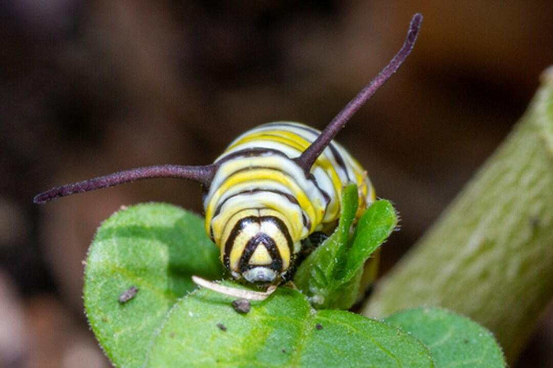 The Vital Role Of Caterpillars In Biodiversity Conservation